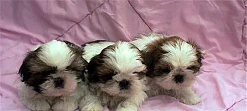 西施犬有个性吗 西施犬很聪明忠实友善 | 西施犬