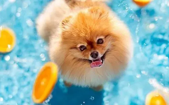 博美犬|博美犬掉毛怎么办?博美犬掉毛原因和处理方式