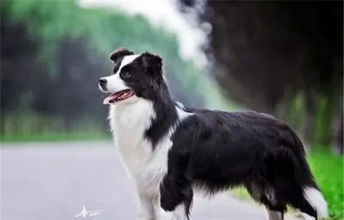 养边境牧羊犬的费用 饲养的费用一般不会高 | 边境牧羊犬