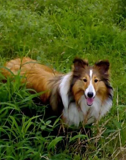 喜乐蒂|喜乐蒂犬在发情期的具体表现有哪些