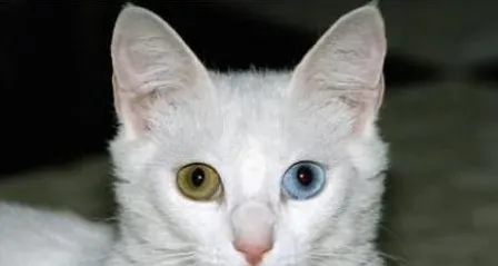猫的眼睛为什么会变色 猫眼睛会一日三变 | 猫眼睛