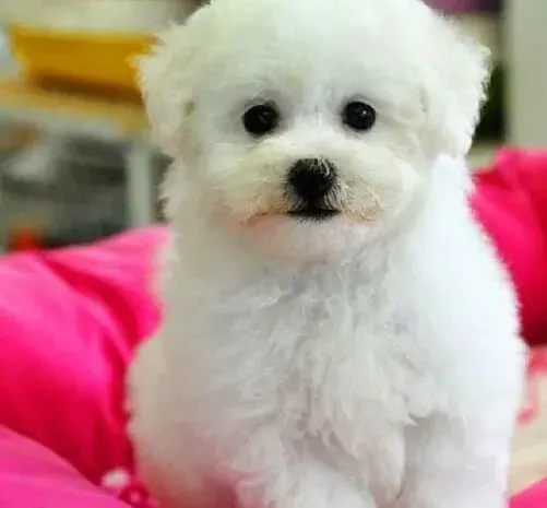 比熊犬|教会比熊犬文明如厕也需要合适的方法