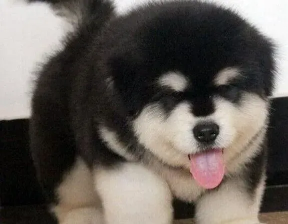 阿拉斯加犬|阿拉斯加犬头部撞到台阶了会不会有什么事