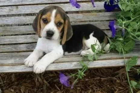 比格犬|怎样给比格犬非常舒服的梳理被毛