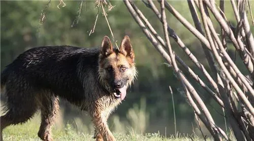 德国牧羊犬喂养的几个要领 幼犬不宜喂牛奶 | 德国牧羊犬