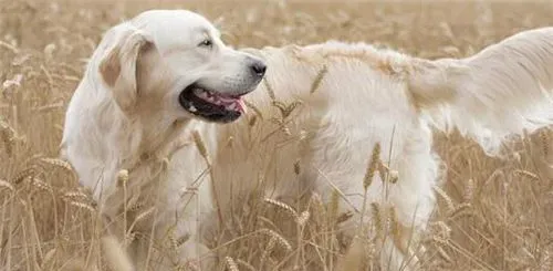 金毛寻回犬皮肤病 金毛犬皮肤病的治疗方法 | 金毛寻回犬