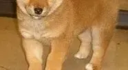 柴犬|柴犬身上出现红点，瘙痒是皮肤病吗，该怎么办