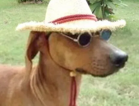 腊肠犬|训练每日一读 腊肠犬乱吃东西应如何改正