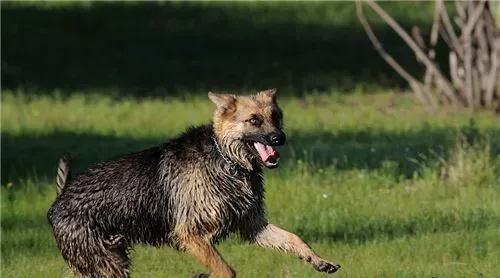 德国牧羊犬喂养的几个要领 幼犬不宜喂牛奶 | 德国牧羊犬