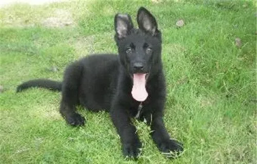 比利时牧羊犬幼犬怎么喂 热水泡软在给它吃 | 比利时牧羊犬