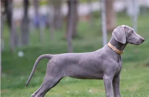 德国魏玛犬吃什么 四种不能缺少的食物 | 魏玛犬