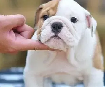 英国斗牛犬|斗牛犬疫苗后不吃不喝，这是正常的吗