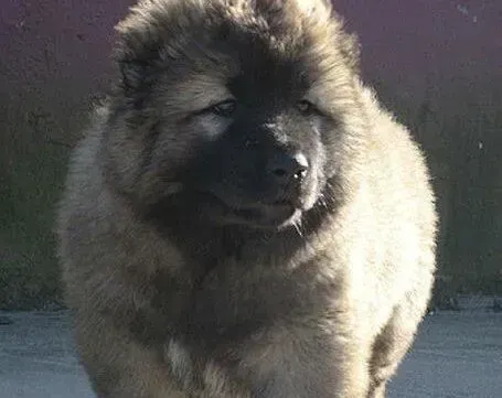 高加索犬|最近高加索犬总是流眼泪是怎么回事