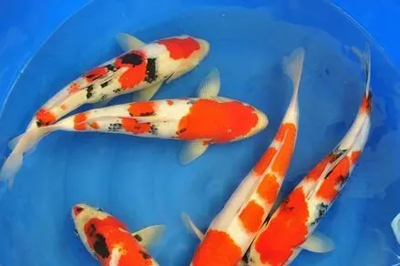 锦鲤鱼常见病 发现疾病时需及时去就诊 | 锦鲤鱼