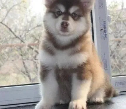 阿拉斯加犬|充满智慧的阿拉斯加犬怎样分辨不同的人