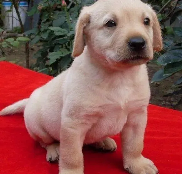 拉布拉多|拉布拉多幼犬败血症原因与治疗方法