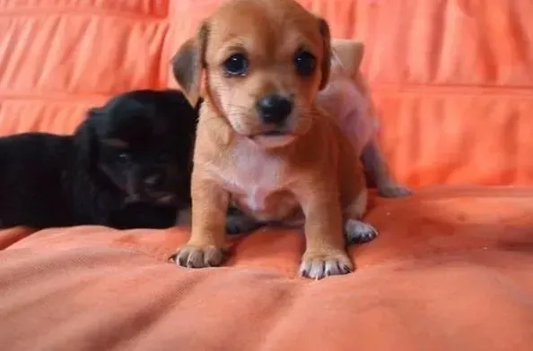 腊肠犬|不到两个月的腊肠犬吃什么狗粮好