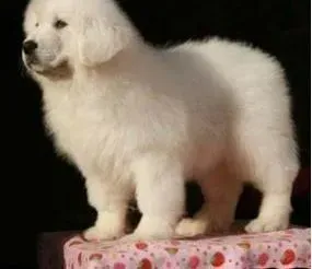 大白熊犬|带大白熊犬乘坐飞机要做好提前量