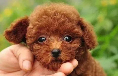 贵宾犬|贵宾犬剃毛后需要吃一些美毛粉吗