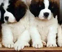 圣伯纳犬|伯恩山犬为什么那么喜欢乱咬东西