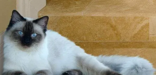 布偶猫鼻子干燥 布偶猫鼻子干燥这么办最好 | 布偶猫