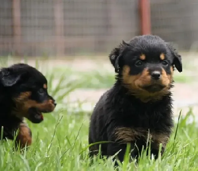 罗威纳犬|罗威纳犬咬骨头有哪些好处