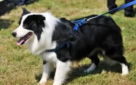 养边境牧羊犬的费用 饲养的费用一般不会高 | 边境牧羊犬