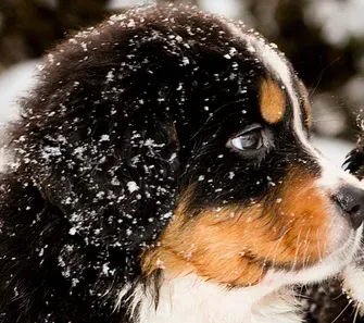 伯恩山犬看家吗 有极强的意欲与主人沟通 | 伯恩山犬