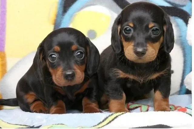 腊肠犬|喂养腊肠犬要定点定量