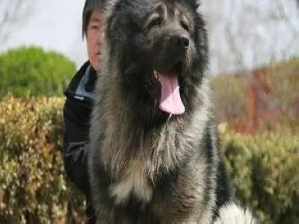 高加索犬|高加索犬毛发的颜色是由什么决定的