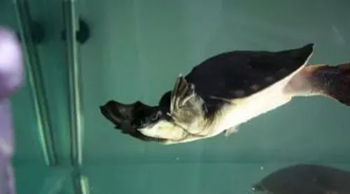 猪鼻龟一年能长多少 一年长到6厘米不是问题 | 猪鼻龟