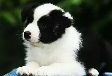 边境牧羊犬|边境牧羊犬食物中毒的现象和解毒方法