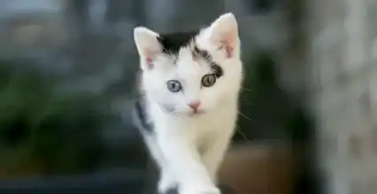 怎么判断猫是否健康 注意可视黏膜的变化 | 猫