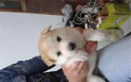 哈士奇犬瘟热晚期症状 后腿麻痹甚至瘫痪 | 哈士奇