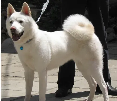 秋田犬好养吗  正确的饲养方法 | 秋田犬