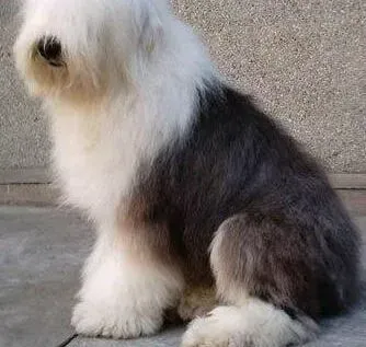 古代牧羊犬|美容主编告诉你给古代牧羊犬美容分几步骤