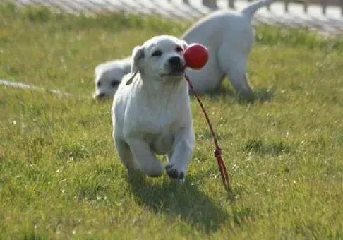 拉布拉多|哺乳期的拉布拉多犬幼犬应该注意的喂养方法