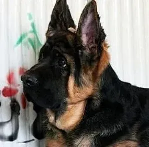 德国牧羊犬|德国牧羊犬什么时候驱虫，吃什么药合适