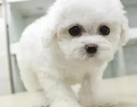 比熊犬|比熊犬有点缺钙，如何给它补充钙质