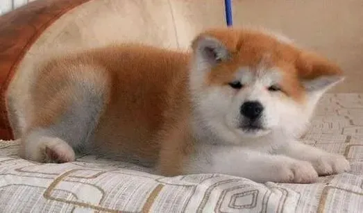 秋田犬|为何主人们不能贸然的给秋田犬喂食鸡肝