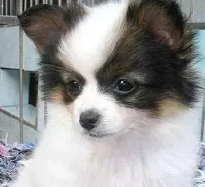 蝴蝶犬|夏季如何让蝴蝶犬增强体力