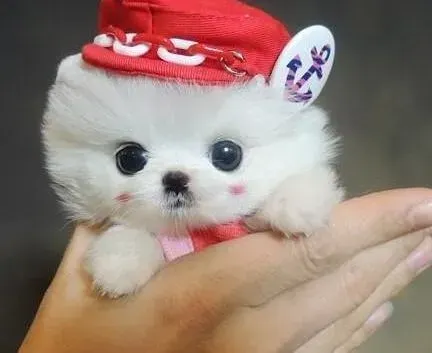 博美犬|博美犬的鼻子为什么是红褐色的不黑呢