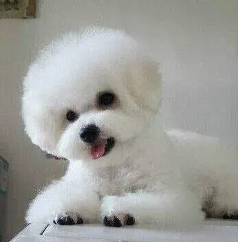 比熊犬|比熊犬营养不良还有点低血糖吃什么好