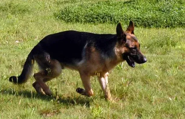 德国牧羊犬|德国牧羊犬在生长过程中身体有哪些变化