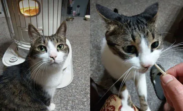 遇上路霸+碰瓷的猫 无奈爸爸每下阶梯要小心翼翼