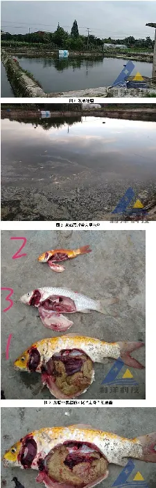 锦鲤疱疹病毒和鲤浮肿病毒混合感染，锦鲤大量死亡