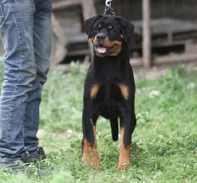 罗威纳犬|罗威纳犬对零食的要求有哪些