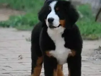 伯恩山犬|伯恩山犬反反复复老拉稀是慢性肠胃炎吗