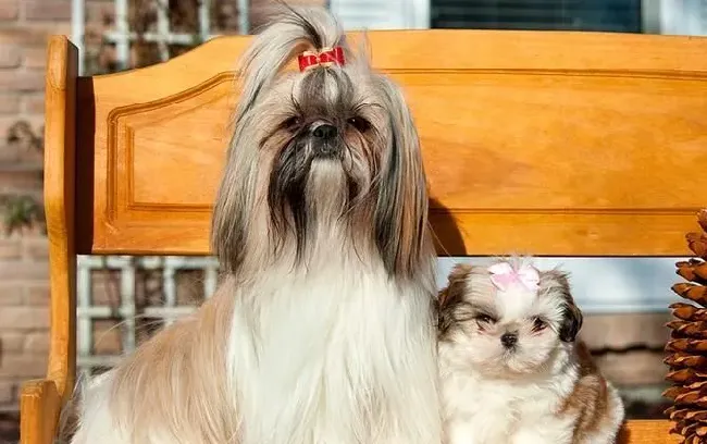 西施犬有个性吗 西施犬很聪明忠实友善 | 西施犬