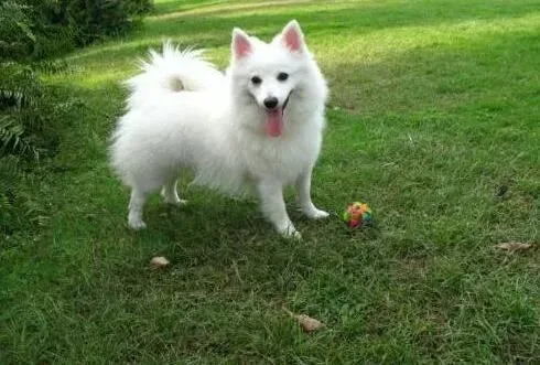 银狐犬|银狐犬喜欢咬各种各样的东西怎么办